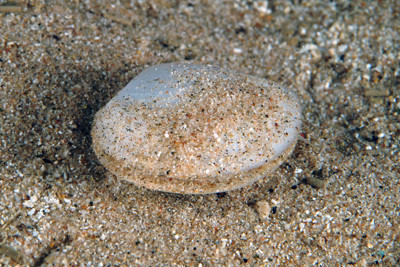 Bivalve = Scrobicularia cottardi